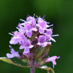 images-2